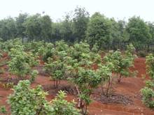 AG8�콢����(�й�)������ҳ